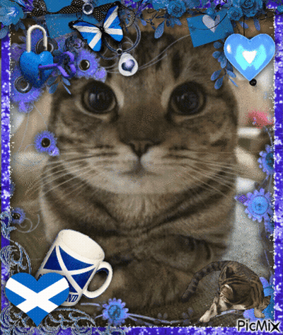 A Picture Of A Cat With A Scottish Flag And A Cup Of Tea GIF
