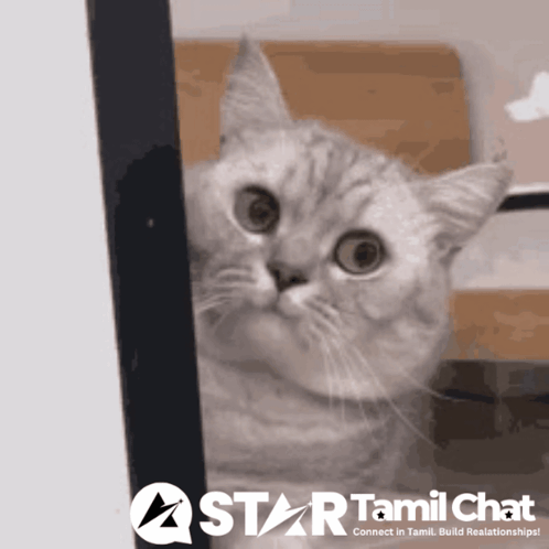 A Picture Of A Cat With A Star Tamil Chat Logo Behind It GIF