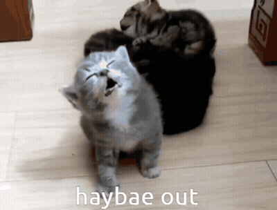 A Picture Of A Cat With Haybae Out Written On It GIF