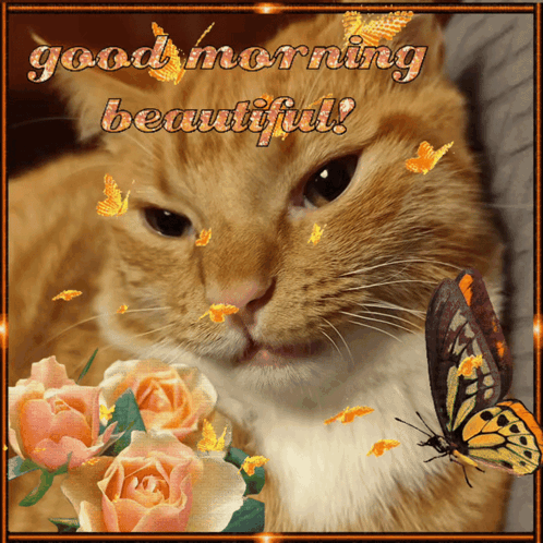 A Picture Of A Cat With Roses And Butterflies With The Words Good Morning Beautiful GIF