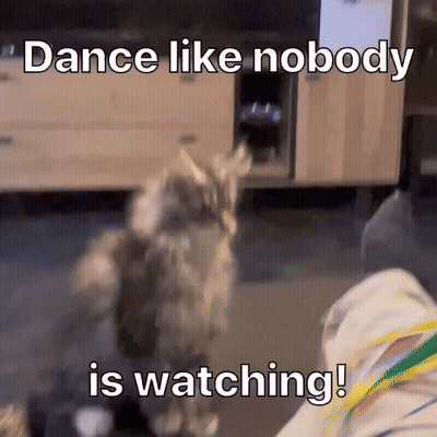 A Picture Of A Cat With The Caption " Dance Like Nobody Is Watching ! " GIF