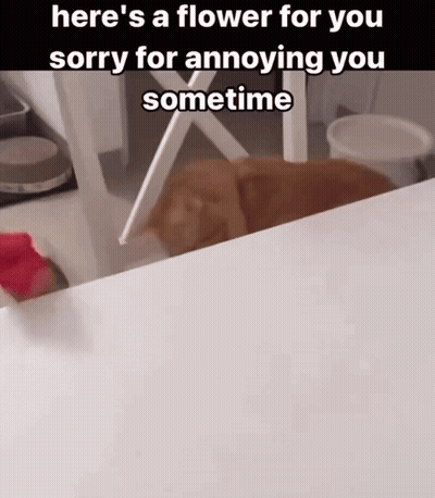 A Picture Of A Cat With The Caption Here 'S A Flower For You Sorry For Annoying You Sometimes GIF