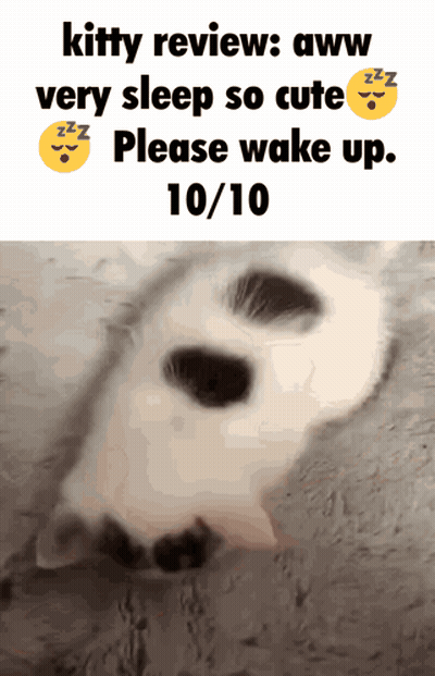A Picture Of A Cat With The Caption Kitty Review Aww Very Sleep So Cute Please Wake Up GIF