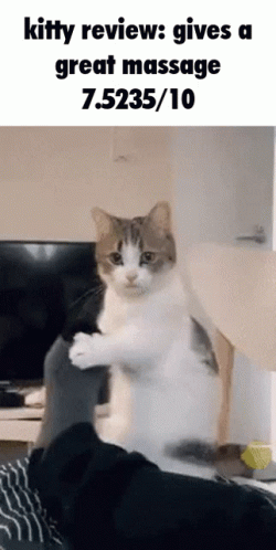 A Picture Of A Cat With The Caption Kitty Review Gives A Great Massage 7.5235 / 10 GIF