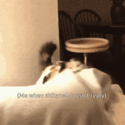 A Picture Of A Cat With The Caption Me When Shibynal Doesn 'T Reply GIF