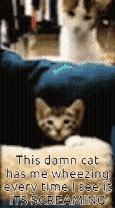 A Picture Of A Cat With The Caption " This Damn Cat Has Me Wheezing Every Time I See It " GIF