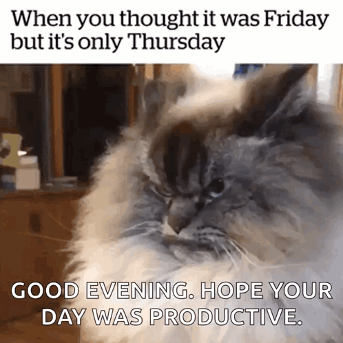 A Picture Of A Cat With The Caption When You Thought It Was Friday But It 'S Only Thursday Good Evening GIF
