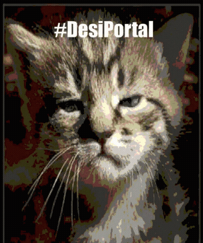 A Picture Of A Cat With The Hashtag #Desiportal On It GIF