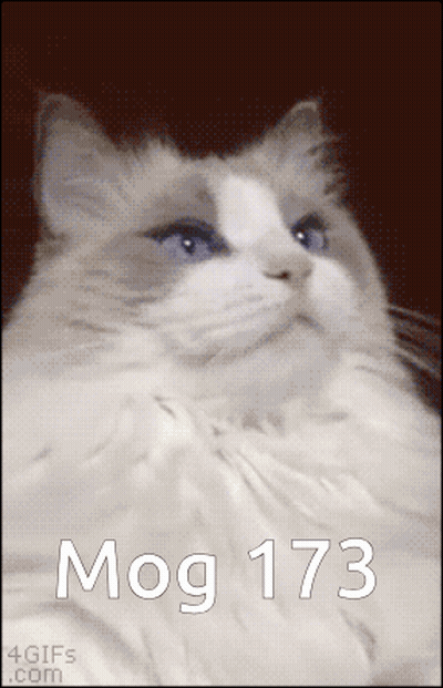 A Picture Of A Cat With The Number 173 Written On It GIF