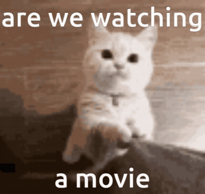 A Picture Of A Cat With The Words Are We Watching A Movie Below It GIF