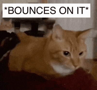 A Picture Of A Cat With The Words " Bounces On It " GIF