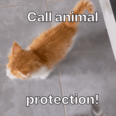 A Picture Of A Cat With The Words Call Animal Protection Written Below It GIF