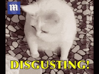A Picture Of A Cat With The Words Disgusting Written On It GIF