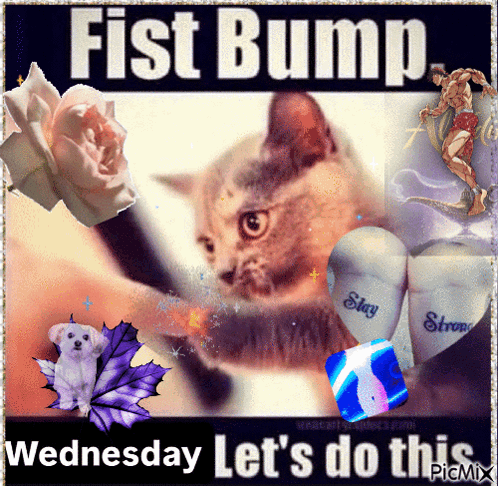A Picture Of A Cat With The Words " Fist Bump Wednesday Let 'S Do This " Below It GIF