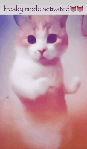 A Picture Of A Cat With The Words Freaky Mode Activated Above It GIF