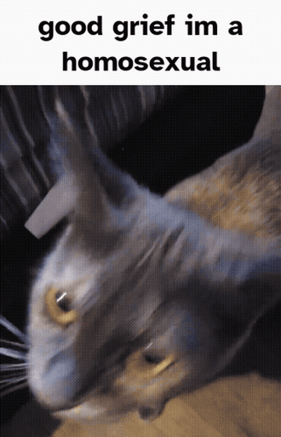 A Picture Of A Cat With The Words Good Grief Im A Homosexual GIF