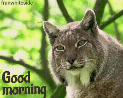 A Picture Of A Cat With The Words " Good Morning " On The Bottom GIF