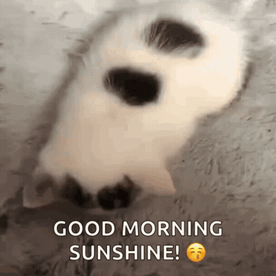A Picture Of A Cat With The Words Good Morning Sunshine Above It GIF