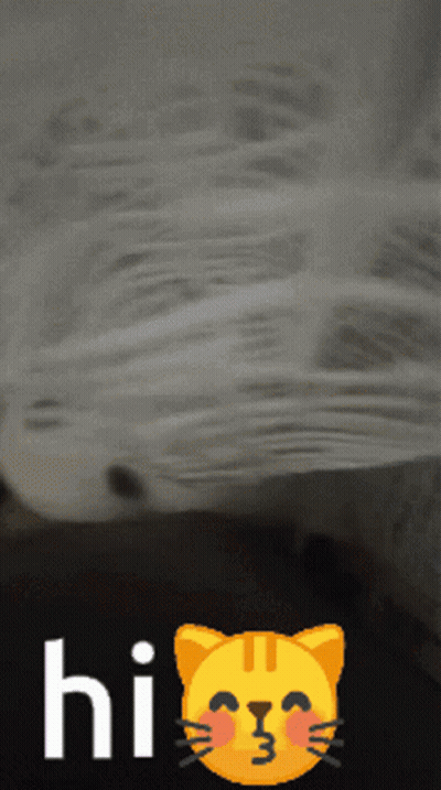 A Picture Of A Cat With The Words Hi On It GIF