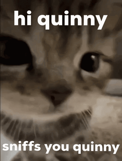 A Picture Of A Cat With The Words Hi Quinny Sniffs You Quinny Below It GIF