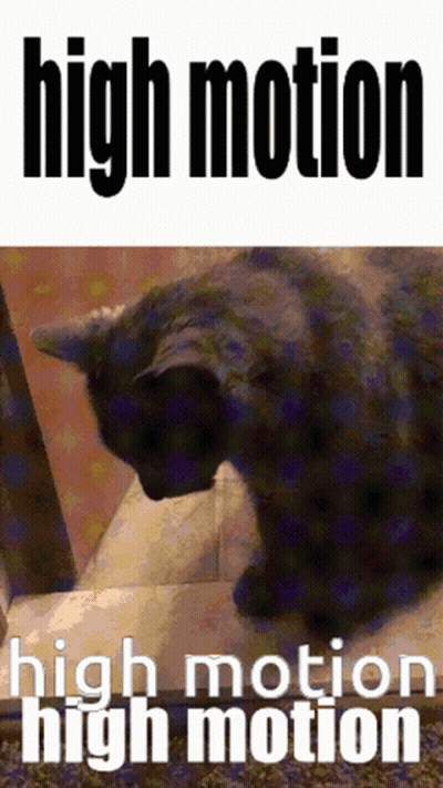 A Picture Of A Cat With The Words High Motion On It GIF