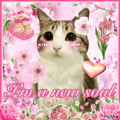 A Picture Of A Cat With The Words I 'M A New Soul On The Bottom GIF