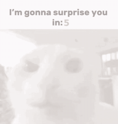A Picture Of A Cat With The Words I 'M Gonna Surprise You In 4 Below It GIF