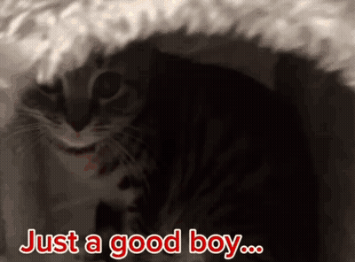 A Picture Of A Cat With The Words Just A Good Boy Above It GIF