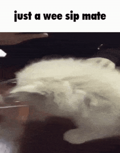 A Picture Of A Cat With The Words Just A Wee Sip Mate Below It GIF