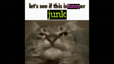 A Picture Of A Cat With The Words " Let 'S See If This Is Funny Or Junk " GIF