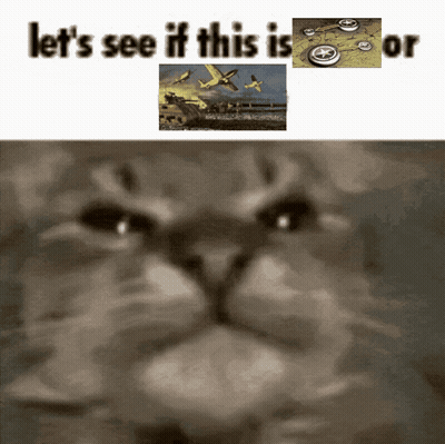 A Picture Of A Cat With The Words Let 'S See If This Is Or Above It GIF