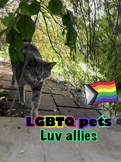 A Picture Of A Cat With The Words " Lgbtq Pets Luv Allies " Above It GIF