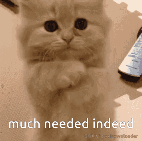 A Picture Of A Cat With The Words Much Needed Indeed GIF