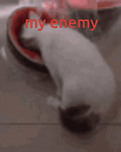 A Picture Of A Cat With The Words " My Enemy " Written In Red GIF