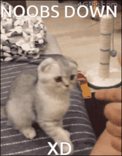 A Picture Of A Cat With The Words Noobs Down Xd GIF