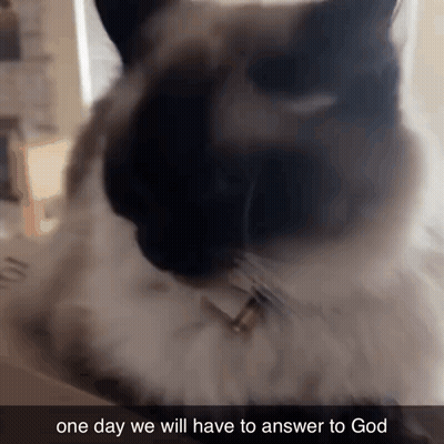 A Picture Of A Cat With The Words One Day We Will Have To Answer To God GIF