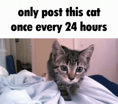 A Picture Of A Cat With The Words Only Post This Cat Once Every 24 Hours Below It GIF
