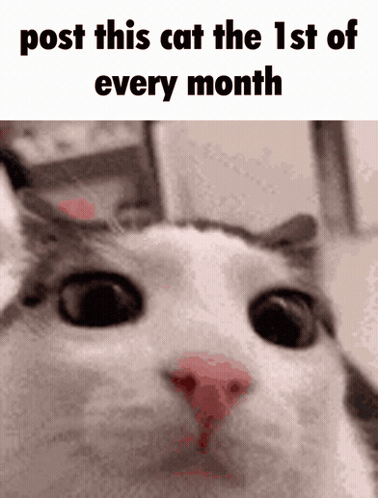 A Picture Of A Cat With The Words Post This Cat The 1St Of Every Month GIF