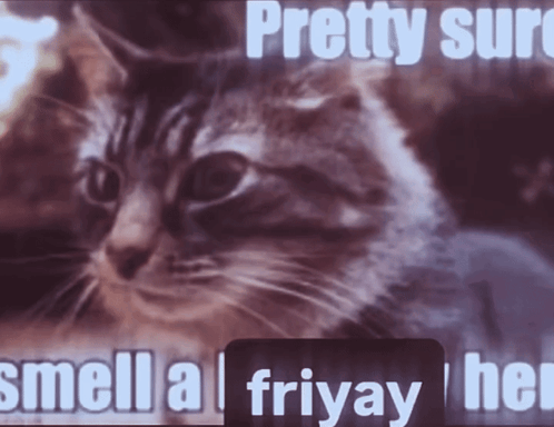 A Picture Of A Cat With The Words Pretty Sure Smell A Fri Yay GIF