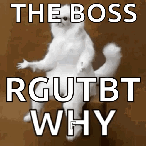 A Picture Of A Cat With The Words The Boss Rgutbt Why GIF