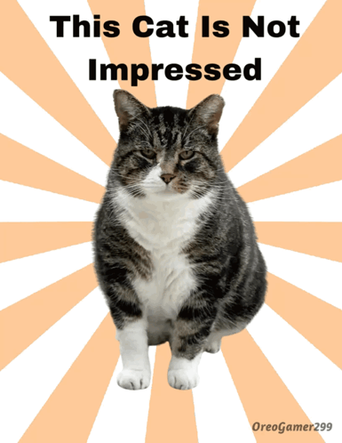 A Picture Of A Cat With The Words This Cat Is Not Impressed GIF