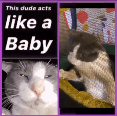 A Picture Of A Cat With The Words " This Dude Acts Like A Baby " On It GIF