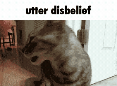 A Picture Of A Cat With The Words " Utter Disbelief " Below It GIF
