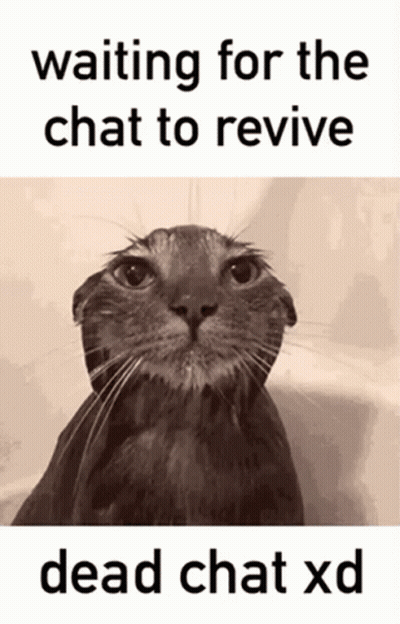 A Picture Of A Cat With The Words Waiting For The Chat To Revive Dead Chat Xd Below It GIF