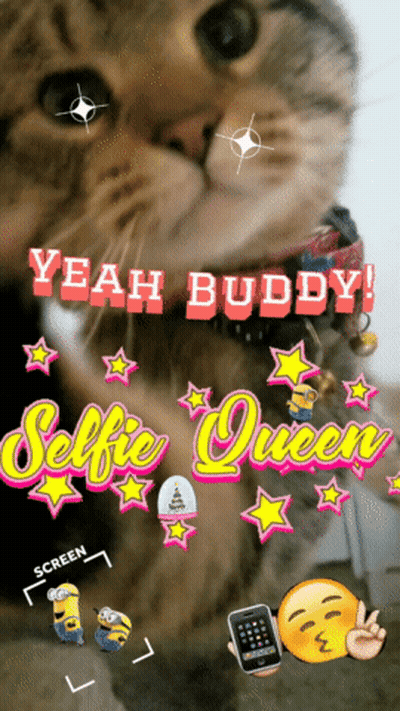 A Picture Of A Cat With The Words Yeah Buddy And Selfie Queen GIF