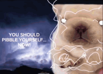 A Picture Of A Cat With The Words " You Should Pebble Yourself Now " GIF