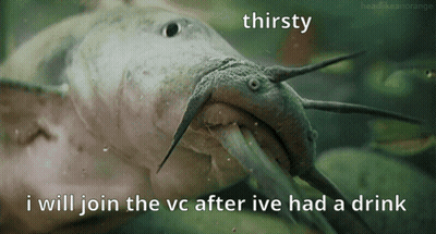 A Picture Of A Catfish With A Caption That Says Thirsty And I Will Join The Vc After Ive Had A Drink GIF
