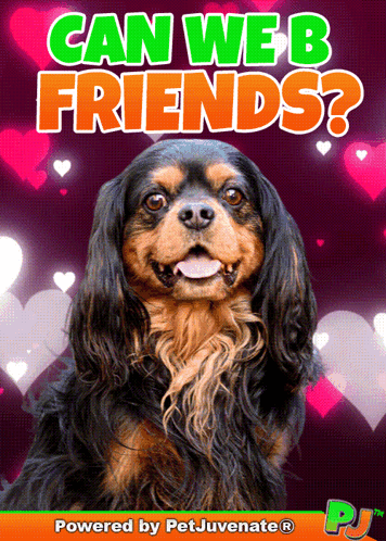 A Picture Of A Cavalier King Charles Spaniel On A Poster That Says Can We Be Friends GIF