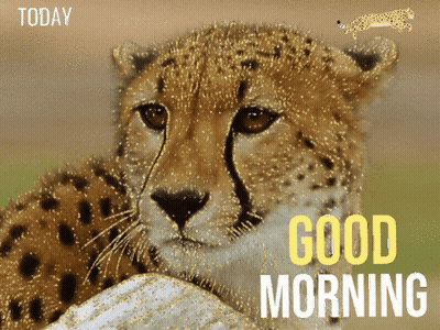A Picture Of A Cheetah With The Words Today Good Morning GIF