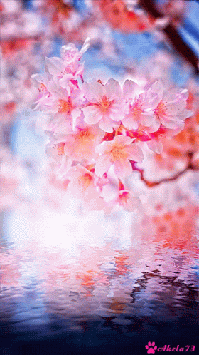 A Picture Of A Cherry Blossom Tree With A Paw Print On The Bottom GIF